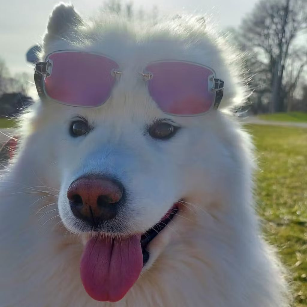 <em>Alex the Dog</em>